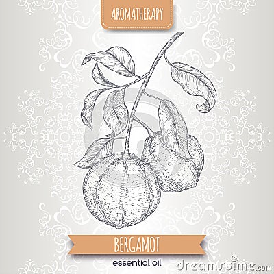 Citrus bergamia aka bergamot branch sketch on elegant lace background. Vector Illustration