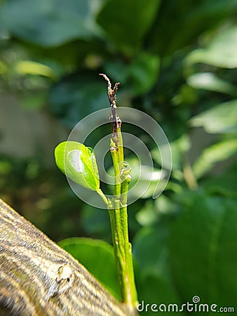 Citrus bud was injured by bug or aphid insect Toxoptera citricidus. Stock Photo