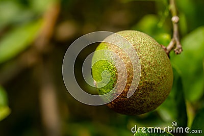 Citrus canker it is a disease affecting Citrus species Stock Photo