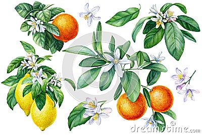 Citrus collection, Mandarin, orange, lemon with green leaves, isolated white background, watercolor botanical painting Cartoon Illustration