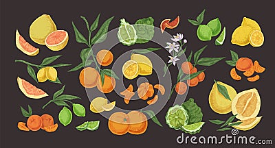 Citrus colorful hand drawn illustrations set. Detailed fruits and herbs vintage drawing collection. Bergamot, pomelo Vector Illustration