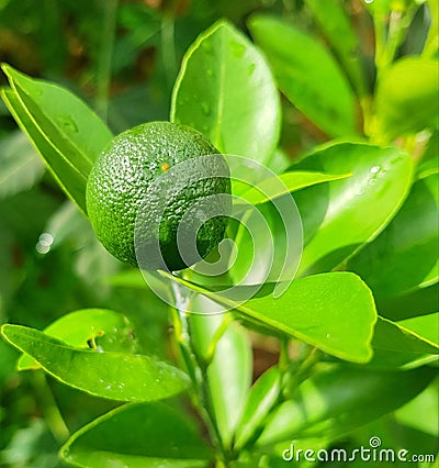 Citrus depressa plant lives garden Stock Photo