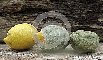 citrus mold lemon fruit oak wood old