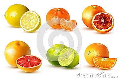 Citrus Fruit Set Vector Illustration