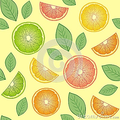 Citrus fruits Vector Illustration