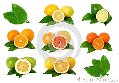 Citrus fruits Stock Photo