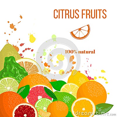 Citrus fruits fresh and juicy. Bergamot, lemon, grapefruit, lime, mandarin, pomelo, orange, blood orange with splashes Vector Illustration