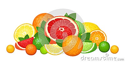 Citrus fruits. Vector Illustration