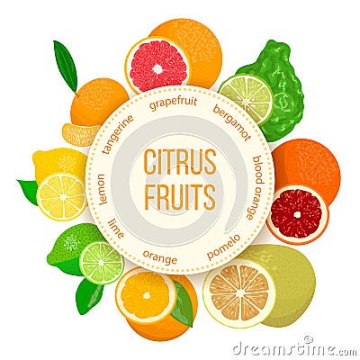 Citrus fruits set. Bergamot, lemon, grapefruit, lime, mandarin, pomelo, orange, blood orange with slices Vector Illustration