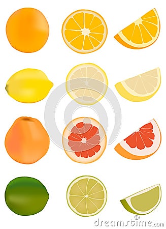 Citrus fruits Vector Illustration