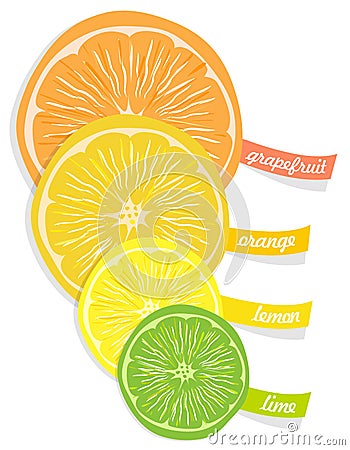 Citrus fruits Vector Illustration