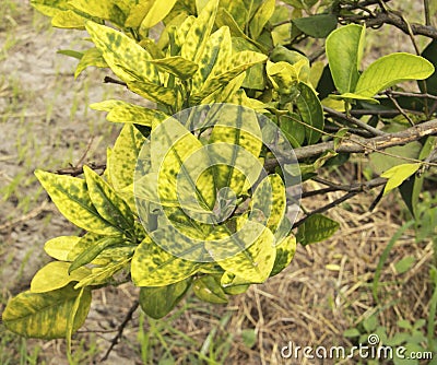 Citrus greening HLB huanglongbing yellow dragon diseased leaves and fruits Stock Photo