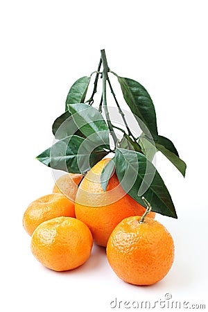 Citrus group orange and tangerine Stock Photo