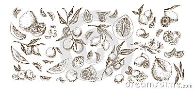 Citrus hand drawn illustrations set. Fruits and herbs vintage drawing collection. Bergamot, pomelo, lemon, lime Vector Illustration