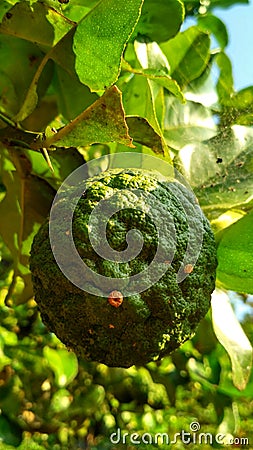 Citrus hyatrix Stock Photo