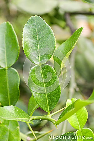 Citrus hystrix leaves Stock Photo