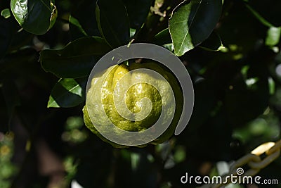 Citrus junos Yuzu fruits Stock Photo