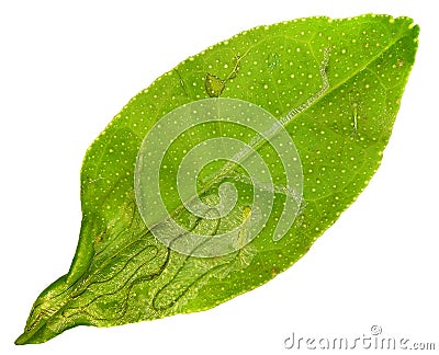 Citrus leaf damaged by Moth Citrus Leafminer Stock Photo