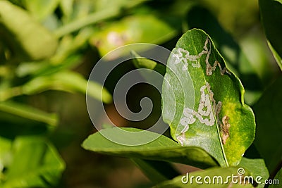 Citrus leaf miner Stock Photo