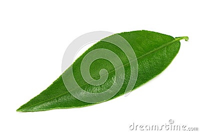 Citrus leaves isolated on white background Stock Photo