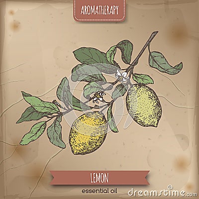 Citrus lemon aka lemon branch color sketch on vintage background. Vector Illustration