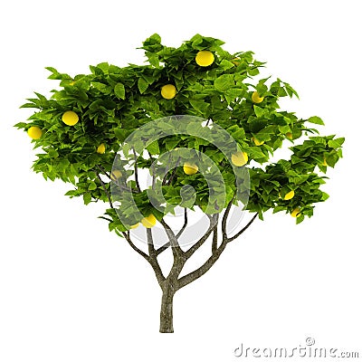 Citrus lemon tree isolated Stock Photo