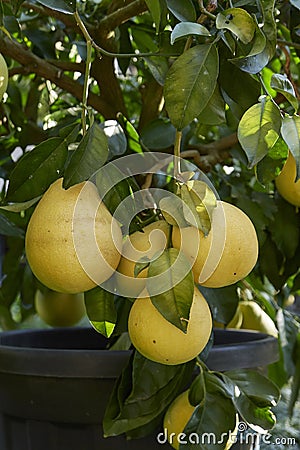 Citrus lumia branch close up Stock Photo