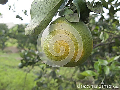 Citrus orange fruit heavely infected with citrus greening HLB Stock Photo