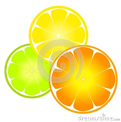 Citrus slices Vector Illustration