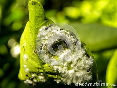 Citrus tree disease Stock Photo