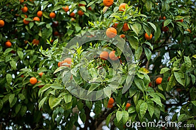 Citrus tree Stock Photo