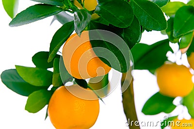 Citrus tree with tangerines - MACRO Stock Photo