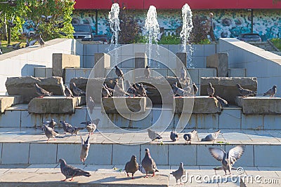 City birds pigeons walk in the park on the fountain on the sidewalk Stock Photo