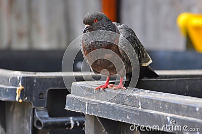 City Pigeons Hungry Looking for Food Stock Photo