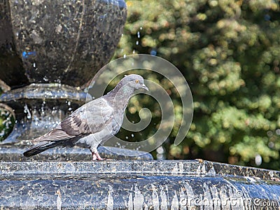 A city dove on the fountain Stock Photo