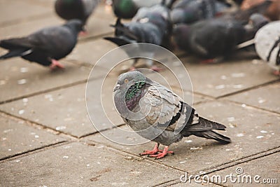 City pigeons crowd streets and public squares. Stock Photo