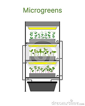 City farm for growing microgreens, baby greens, lettuce Cartoon Illustration