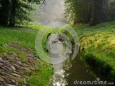City green park stream wild ducks. Wolsztyn, Poland Stock Photo