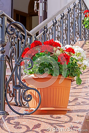 City improvement, beautiful red and white blooming pelargonium geraniums in a flower pot at the railing of the stairs against the Stock Photo