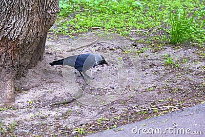 City jackdaw stepping foot on a piece of bread lying on the ground color Stock Photo