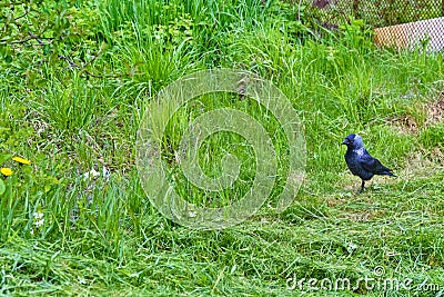 City jackdaw stepping foot on a piece of bread lying on the ground color Stock Photo