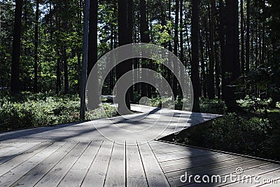 City Jurmala park rest area green pone trees wlak path wooden way Stock Photo