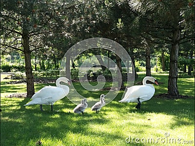 city, Kiev, swan, animal, animals, forest, grass, chick, Stock Photo