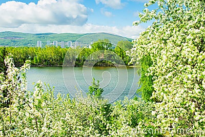 City landscape. Blooming sakura apple tree trees in a city park. Clean air and landscaping concept. Horizontal frame Stock Photo