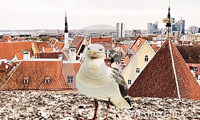 City panorama Tallinn old town view from balcony on front seagull bird medieval house red ruffles travel to Estonia Europe Stock Photo