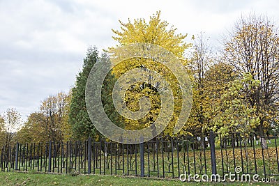 City park in autumn at the time of leaf fall. The problem of cleaning fallen leaves in the city. Wonderful autumn in the park with Stock Photo