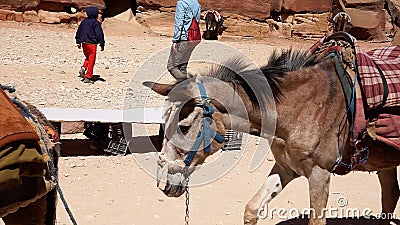 Young donkey transport in the city of Petra, Jordan. Editorial Stock Photo