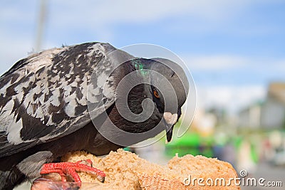 The city pigeon pecks bread from hands, a close up Stock Photo