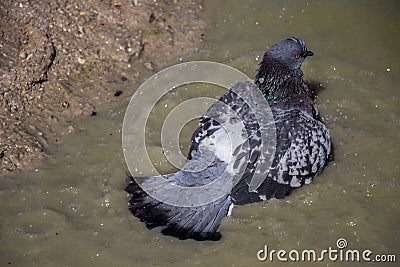 City pigeons bath in muddy water Stock Photo