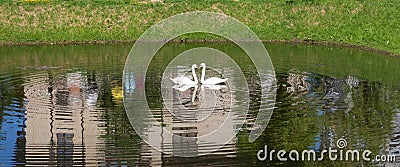 On the city pond, floating swans arched their necks in the shape of hearts Stock Photo